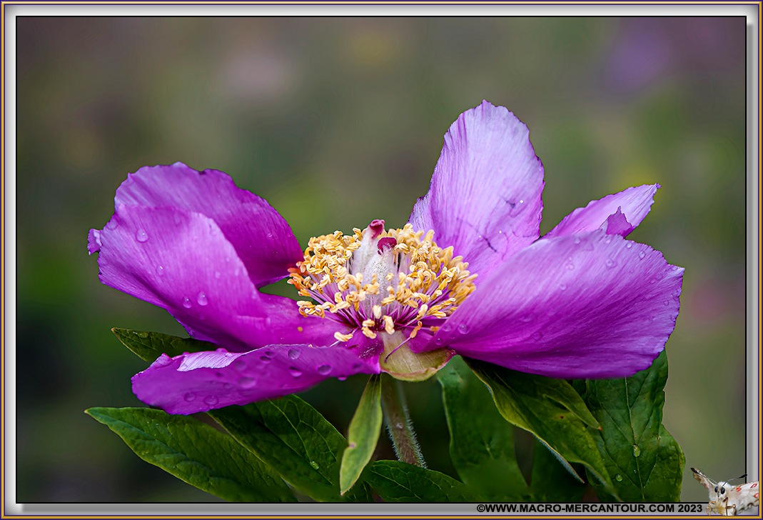 Pivoines